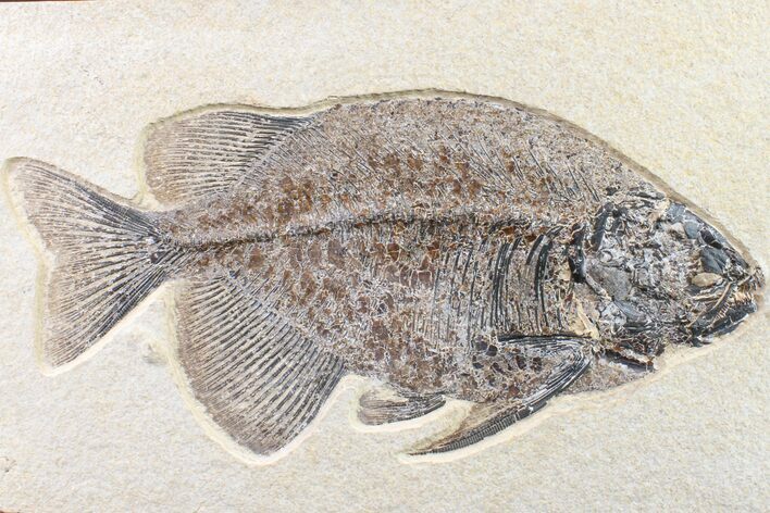 Fossil Fish (Phareodus) - Beautiful Specimen #163414
